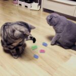 Andiker Cat Spring Toy, 12 Pc Colorful Cat Kicker Toys Interactive Cat Toys for ... - Image 3
