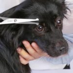 Chibuy Professional Pet Grooming Scissors with Round Tip Stainless Steel Dog Eye... - Image 6