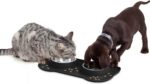 AsFrost Dog Food Bowls Stainless Steel & Water Dish with No-Spill and Non-Skid, ... - Image 6