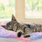2 Pack Cat Blanket for Indoor Cat, Warm Calming Kitten & Puppy Beds for Anxiety ... - Image 6