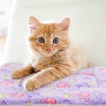 2 Pack Cat Blanket for Indoor Cat, Warm Calming Kitten & Puppy Beds for Anxiety ... - Image 7