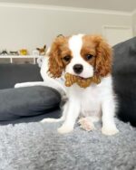 Nylabone Puppy Chew Teething Ring Bone Dog Toy, Chicken Flavor, X-Small | Soothi... - Image 4
