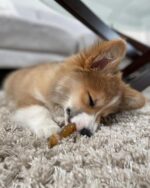 Nylabone Puppy Chew Teething Ring Bone Dog Toy, Chicken Flavor, X-Small | Soothi... - Image 6