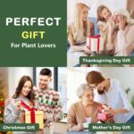 LUOJIBIE Bonsai Tree Kit, Bonsai Tree Starter Growing Kit, Unique Birthday Gifts... - Image 7