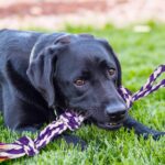 SHARLOVY Large Tough Chew Toys for Aggressive Chewers Large Breed,Heavy Duty Den... - Image 7