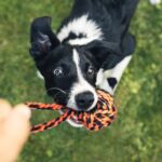 SHARLOVY Large Tough Chew Toys for Aggressive Chewers Large Breed,Heavy Duty Den... - Image 8