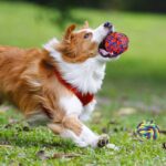 SHARLOVY Large Tough Chew Toys for Aggressive Chewers Large Breed,Heavy Duty Den... - Image 9