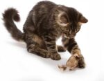 OurPets Play-N-Squeak Twice the Mice Cat Toy, 2 Piece Set, Catnip Filled | Real ... - Image 3