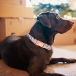Dog Collar and Leash Set Girls Adjustable Puppy Collars with Floral Bow Tie for ... - Image 6