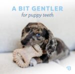 Benebone Puppy 2-Pack Dental Chew/Wishbone Dog Chew Toys, Made in USA, Real Baco... - Image 3