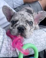 Nylabone Puppy Chew Teething Pacifier Dog Chew Toy, Bacon Flavor, Small | Soothi... - Image 3