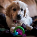 Nylabone Puppy Chew Teething Pacifier Dog Chew Toy, Bacon Flavor, Small | Soothi... - Image 8