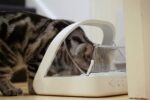 Sure Petcare -SureFlap - SureFeed - Microchip Pet Feeder - Selective-Automatic P... - Image 4