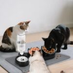 Cat Food and Water Bowl Set, Stainless Steel Raised Cat Bowls with Automatic Wat... - Image 8