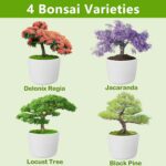 Bonsai Tree Kit, Bonsai Starter Kit with Seeds & Tools, Tree Live Plants Indoor,... - Image 4