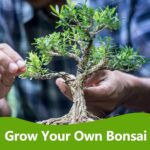 Bonsai Tree Kit, Bonsai Starter Kit with Seeds & Tools, Tree Live Plants Indoor,... - Image 7