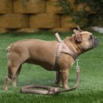 Plutus Pet No Pull Dog Harness for Medium Sized Dog, Breathable Mesh Padded | Ad... - Image 6