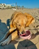 Barkin’ Trails Travel Dog Bowls, Portable Outdoor Water, BPA-Free Water Bowl Set... - Image 6