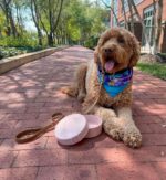 Barkin’ Trails Travel Dog Bowls, Portable Outdoor Water, BPA-Free Water Bowl Set... - Image 7