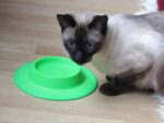 Pet Food and Water Bowl for Cats, Toy Breed Dogs, Bearded Dragons, Turtles, and ... - Image 4