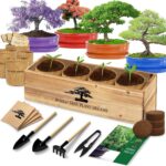 Bonsai Tree Kit, Bonsai Starter Kit with Seeds & Tools, Tree Live Plants Indoor,... - Image 2